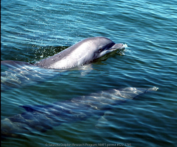 Echo and Misha swim free. Credit the Sarasota Dolphin Research Program.