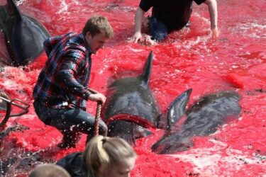 Faroe Island's Annual Pilot Whale Slaughter As Horrific As Taiji's Cove