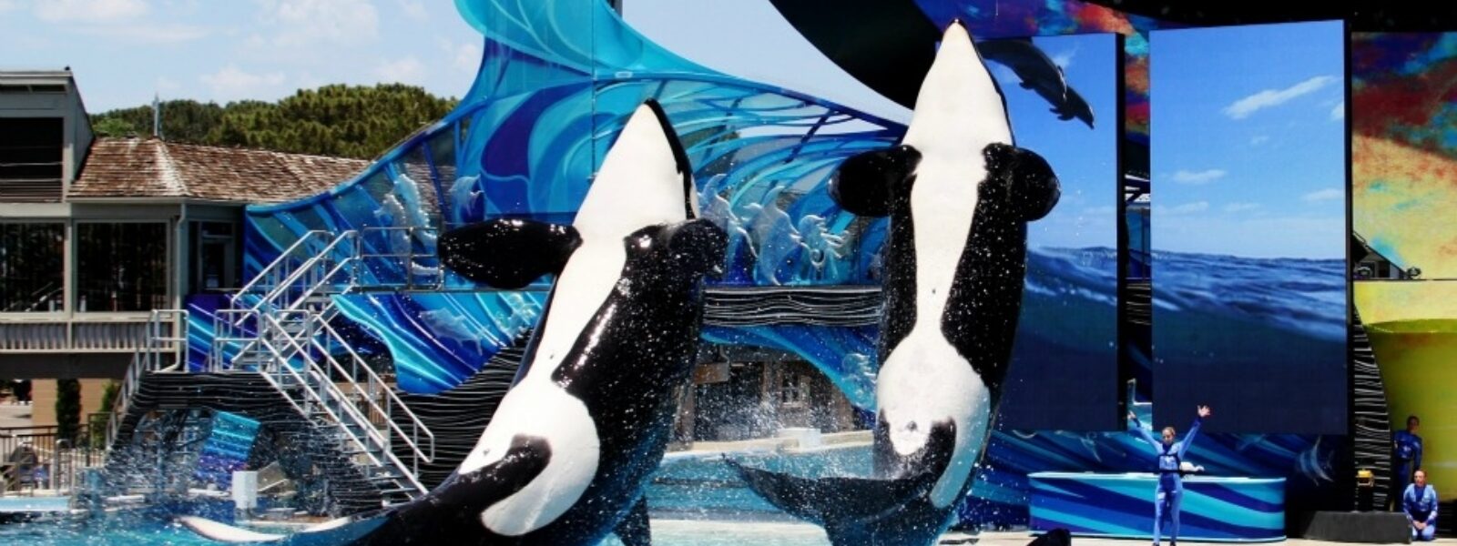 Orcas performing at SeaWorld. (Photo: C./flickr/cc)