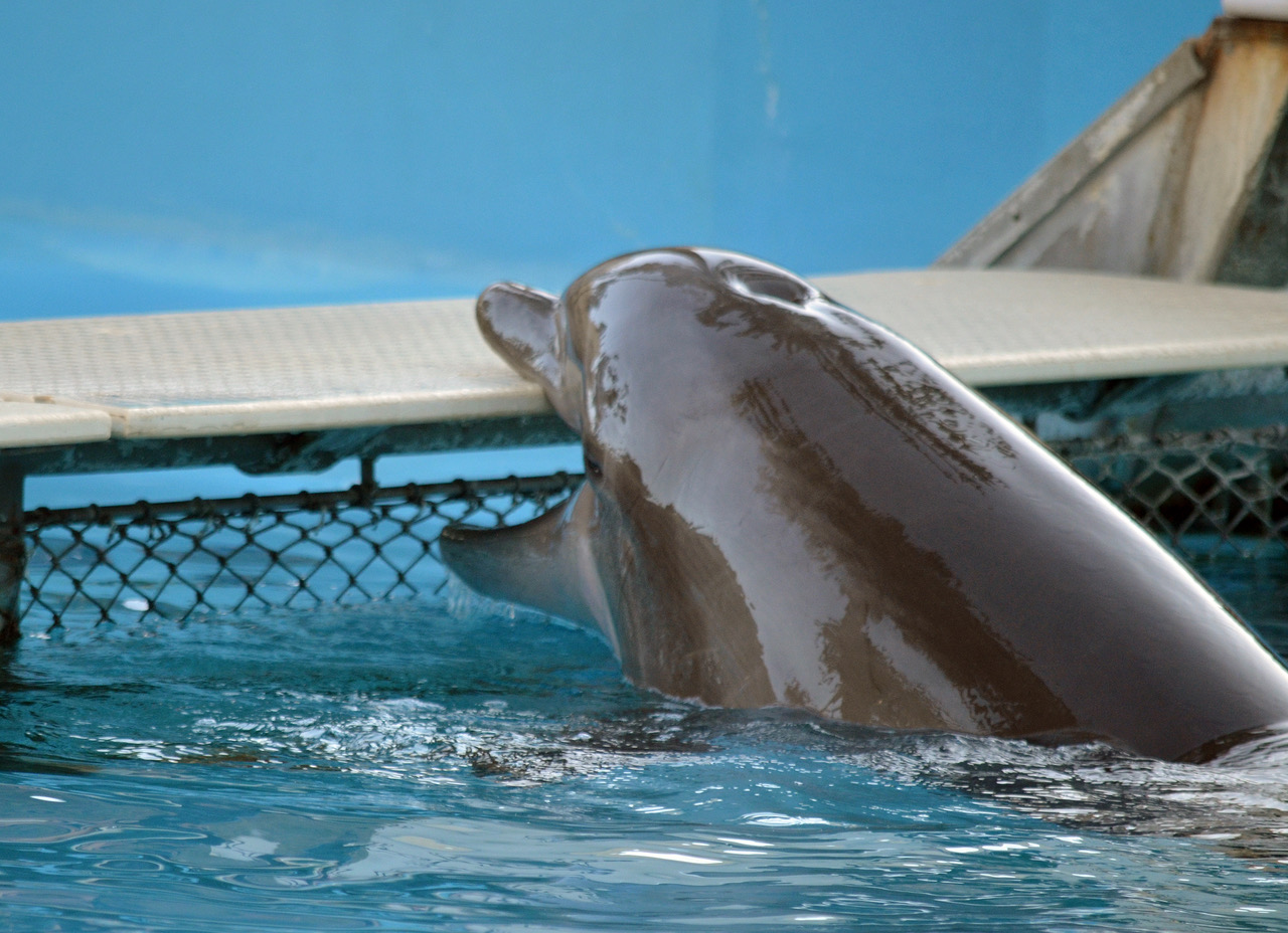 Dolphin biting on gate. Photo: Mark Palmer.