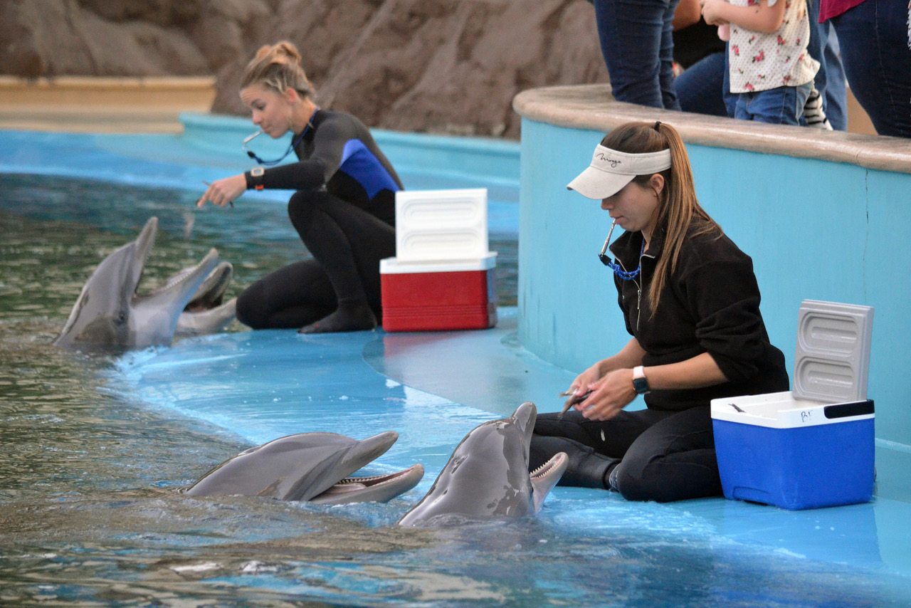 Dolphins at show with trainers. Photo: Mark Palmer.