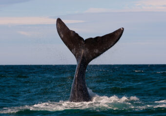 North Atlantic Right Whale Threatened With Extinction