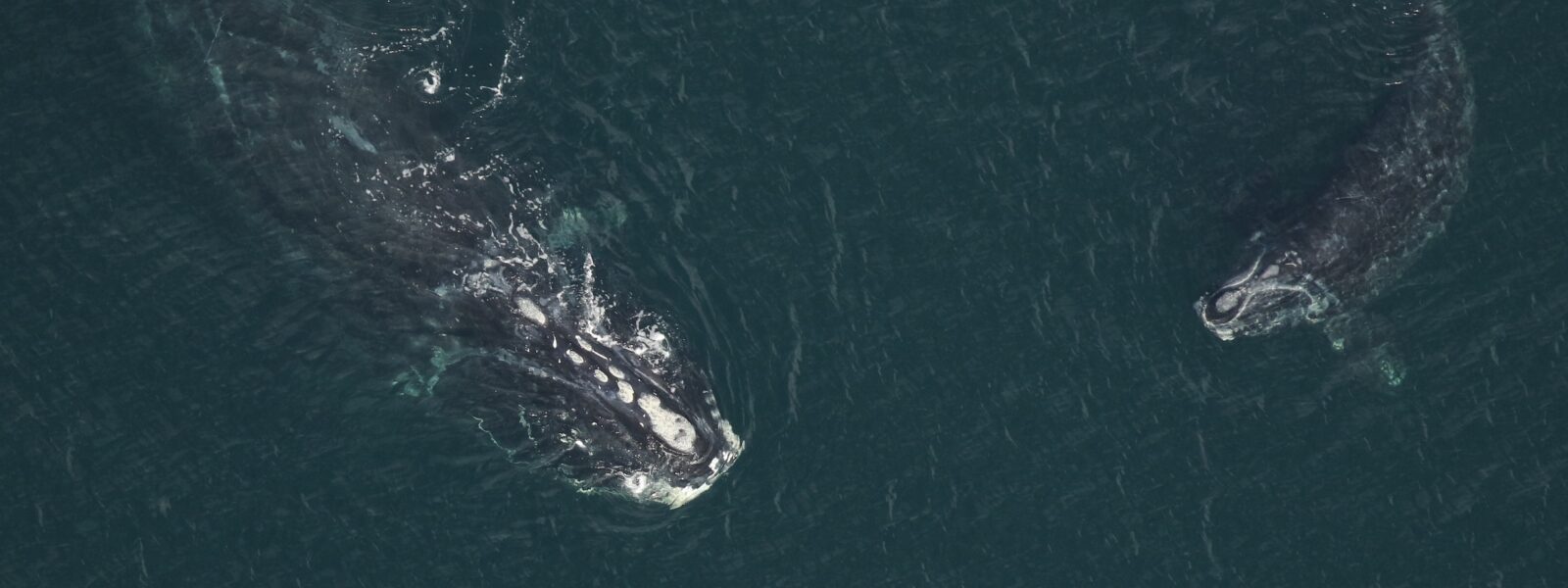 Right Whale Mother #3593 and Calf.  Photo Credit: Florida Fish and Wildlife Conservation Commission, NOAA permit #26919