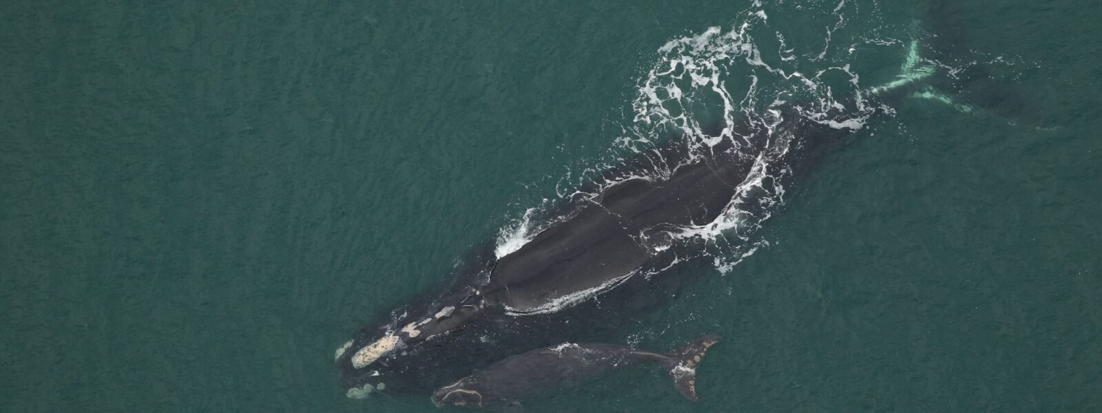 North Atlantic Right Whale and Calf.  Photo Credit:  Clearwater Marine Aquarium Research Institute, NOAA Permit: #26919