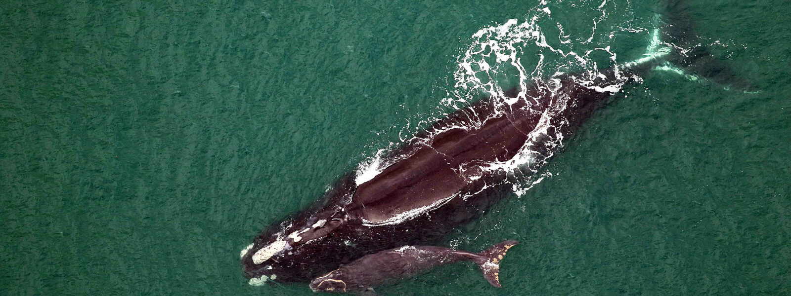 NA Right Whale and Calf.  Photo Credit: Clearwater Marine Aquarium Research Institute NOAA Permit # 26919