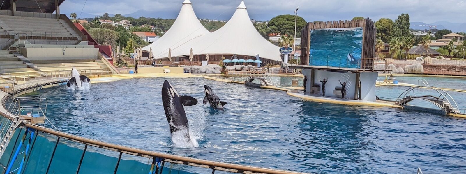 Orcas Perform at Marineland Antibes.  Photo Credit: Kelly Wilsey