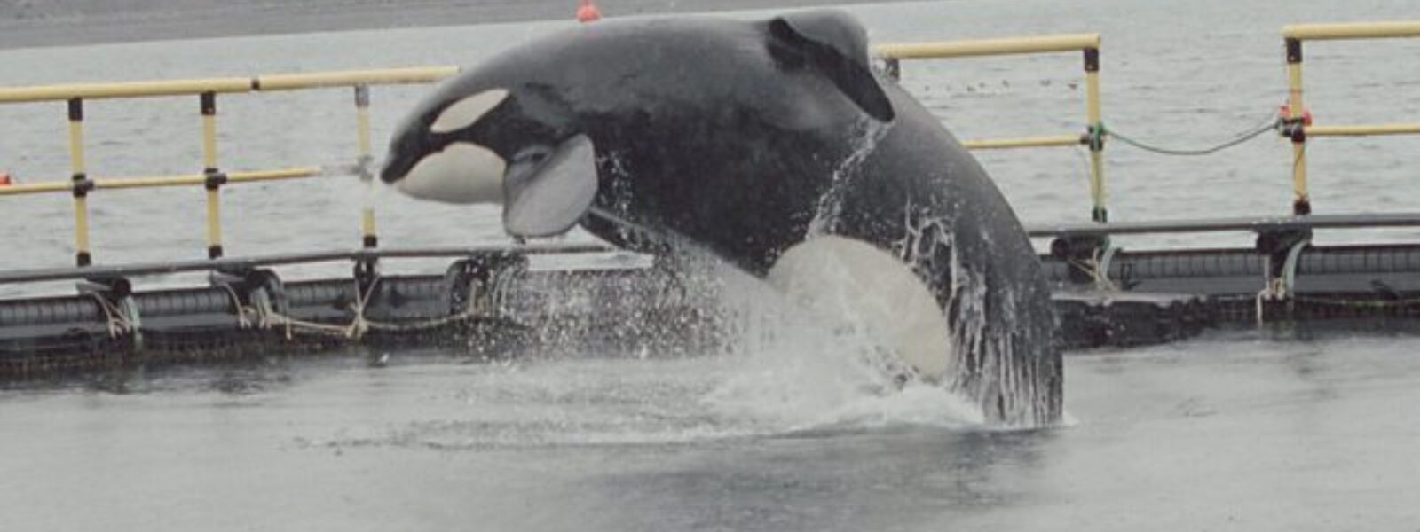 Keiko in his sea pen in Iceland.  Photo Credit: BBC
