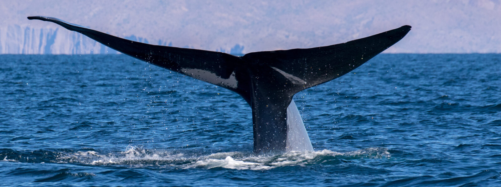 Blue Whale Fluke.  Photo Credit:  Joe Morris 917 Shutterstock