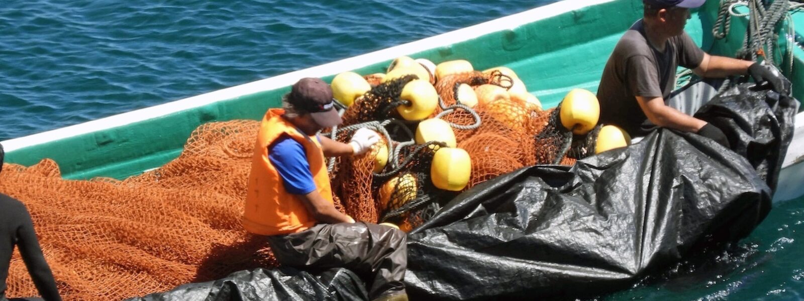 Dolphin Hunters Hide Dead Dolphins on the way to the Slaughter House in Taiji, Japan.  Photo Credit: Kunito Seko