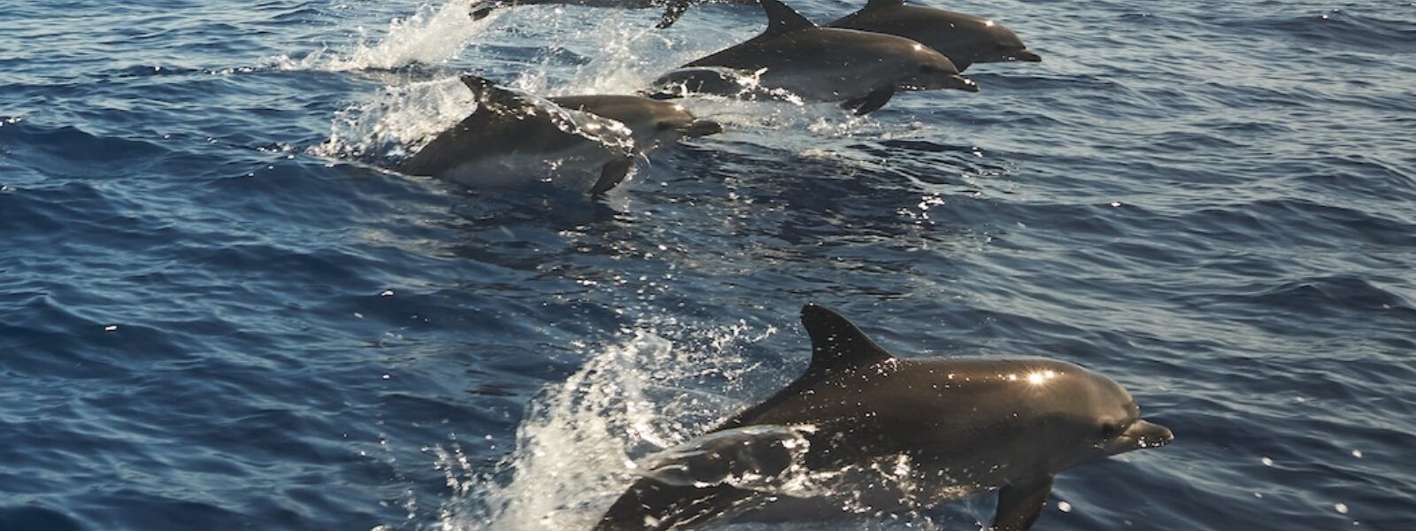 Wild Bottlenose Dolphins.  Photo Credit: Shutterstock