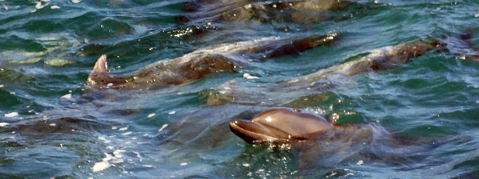 Bottlenose Dolphins Facing Death in the Cove.  Photo Credit: Kunito Seko