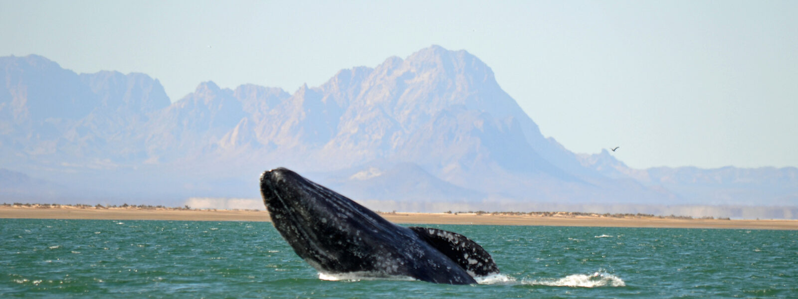A gray whale breaches in San Ignacio Lagoon, Mexico.  Photo Credit: Mark J. Palmer