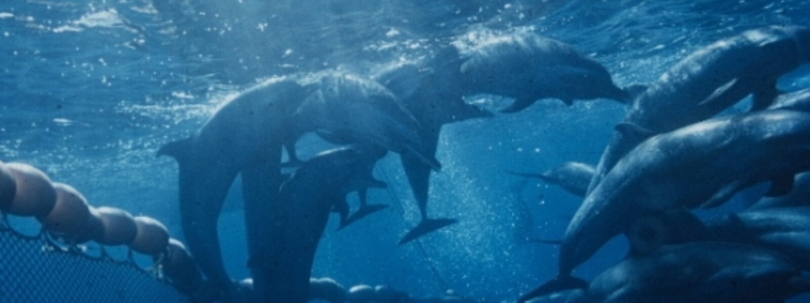 Dolphins in tuna net.  Photo Credit: US NOAA Fisheries