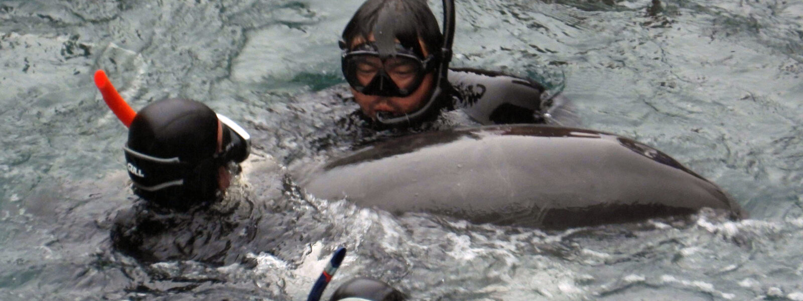 Dolphin Hunters Wrestle a Dolphin to It's Death.  Photo Credit: Kunito Seko