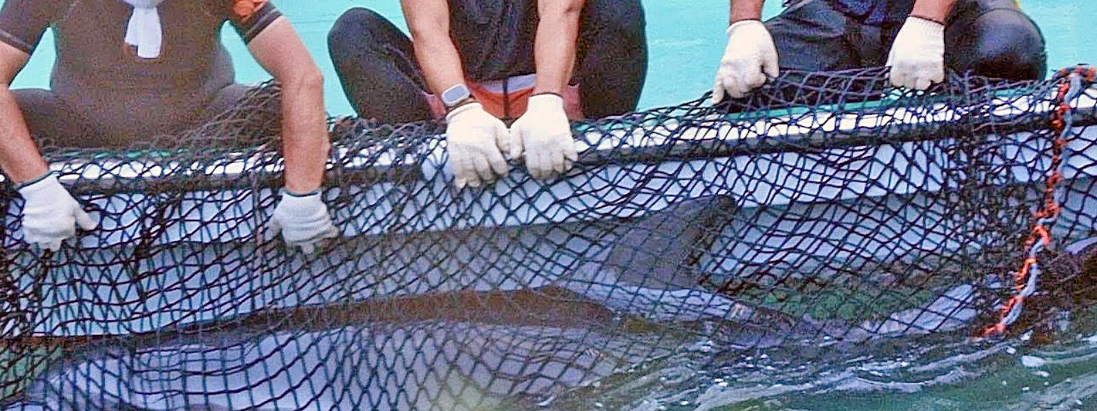 Bottlenose Dolphin Captured in Taiji.  Photo Credit: Kunito Seko
