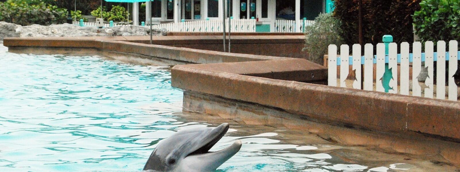 A Dolphin at SeaWorld Orlando.  Photo Credit: Mark J. Palmer