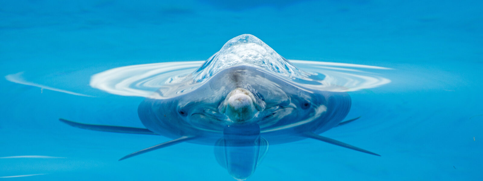 Bottlenose dolphin. Photo Credit: Atmo WildQuest