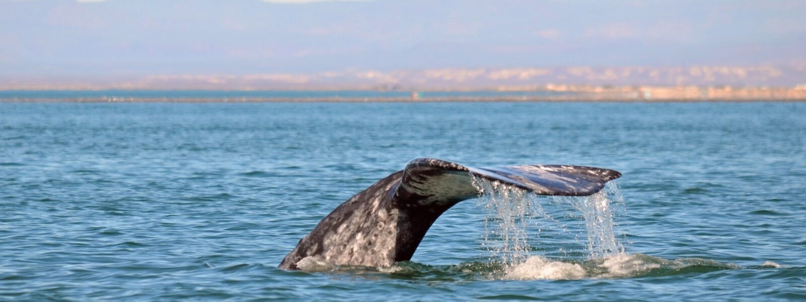 A Gray Whale Fluke in San Ignacio Lagoon, Baja.  Photo Credit: Mark J. Palmer
