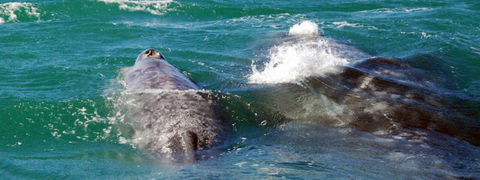 A gray whale and her calf in San Ignacio Lagoon, Baja.  Photo Credit:  Mark J. Palmer