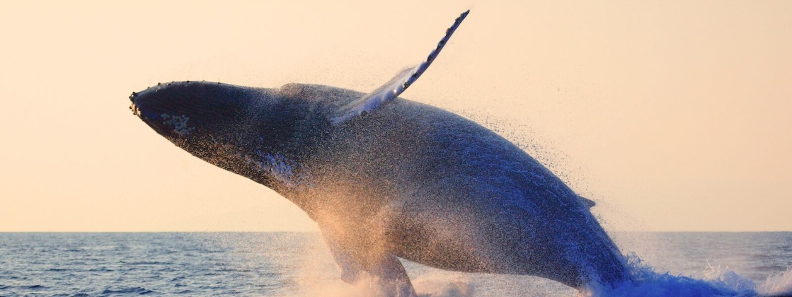 A Humpback Whale Breaches.  Photo Credit: Shutterstock idreamphoto