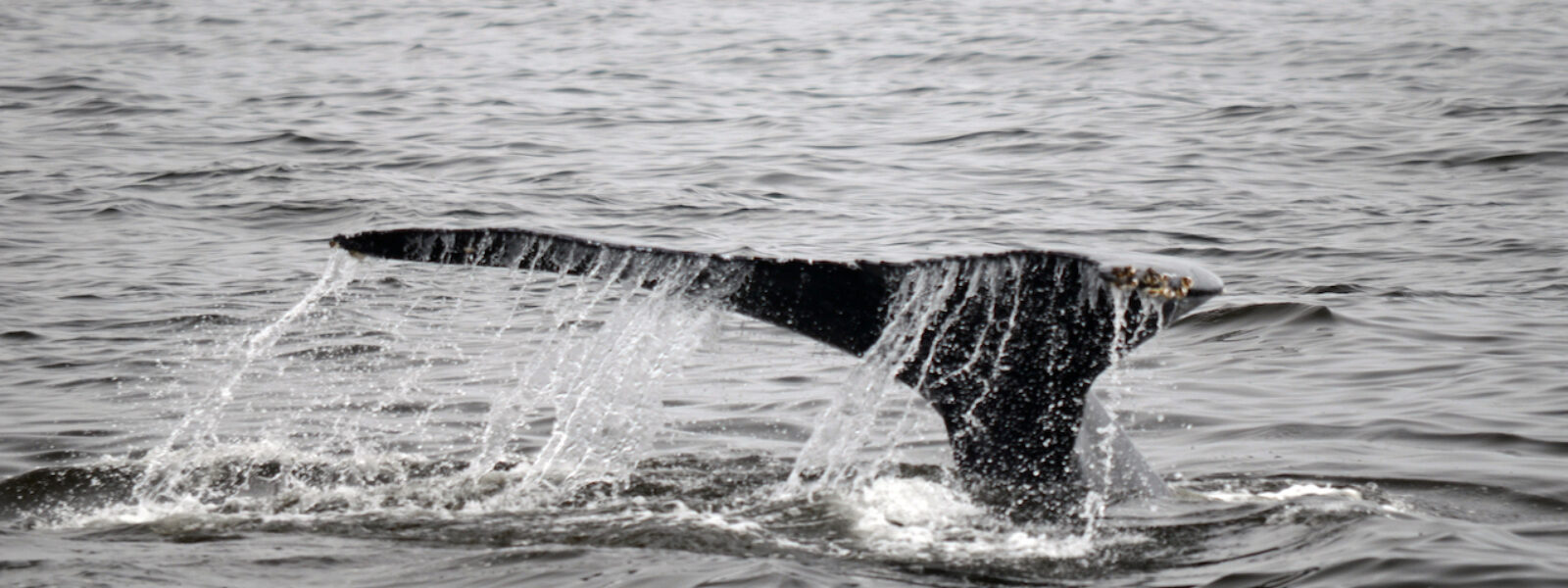A humpback whale at the Farallon Islands off San Franciso.  Photo Credit: Mark J. Palmer