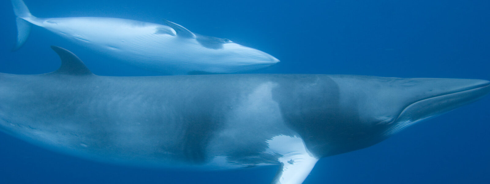 Minke Whale and Calf.  Photo Credit: iStock