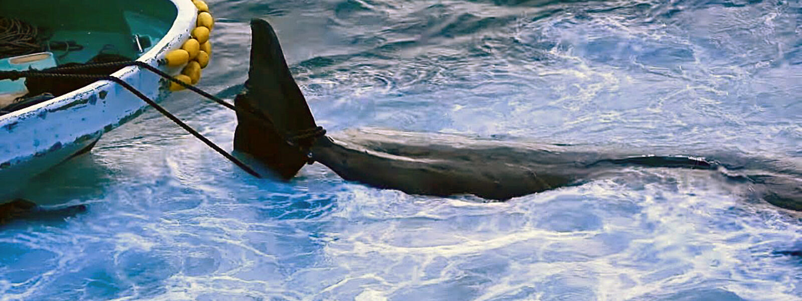 Dead Pilot Whale Towed to Slaughterhouse in Taiji.  Photo Credit: Kunito Seko