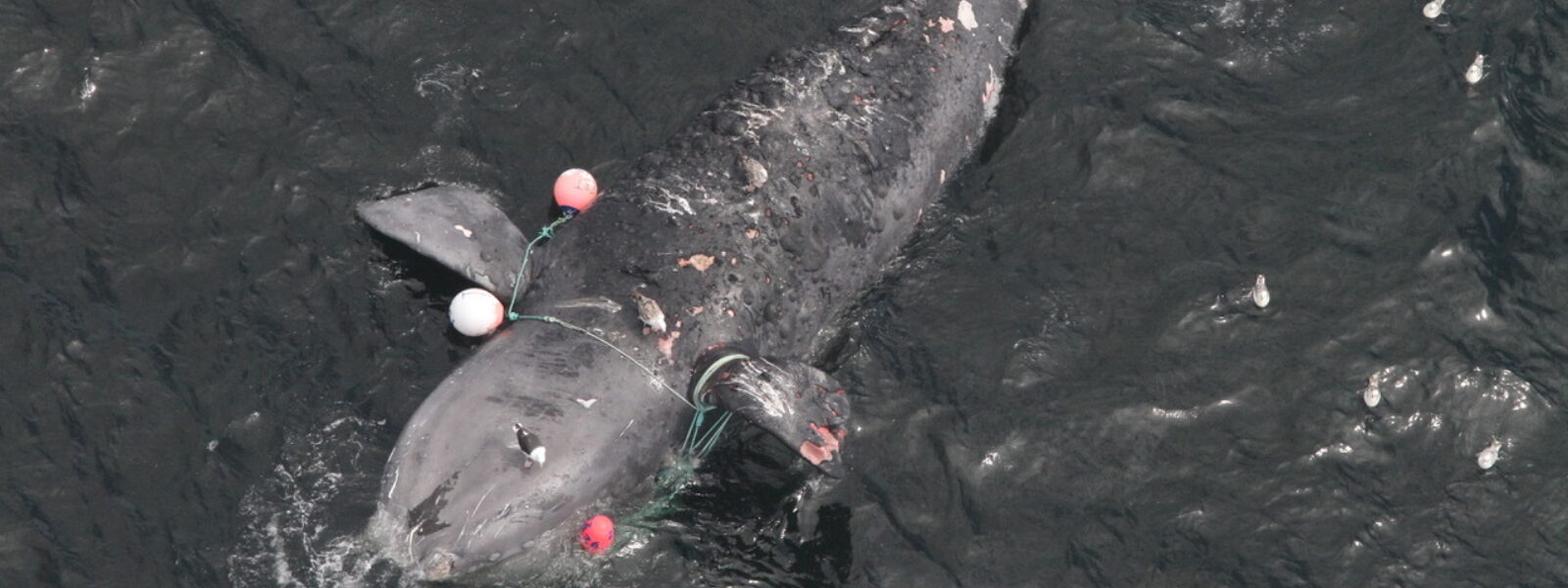 A right whale killed by entangling fishing gear.  Photo Credit:  Peter Duley, Northeast Fisheries Science Center NOAA Permit # 17355
