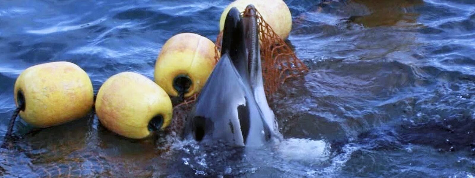 A Striped Dolphin Caught in Nets in the Cove, Taiji, Japan.  Photo Credit: Kunito Seko