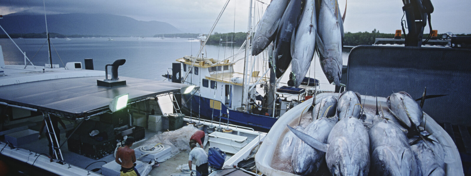 Tuna Catch in Australia.  Photo Credit: ID 30847716 © Photographerlondon - Dreamstime.com