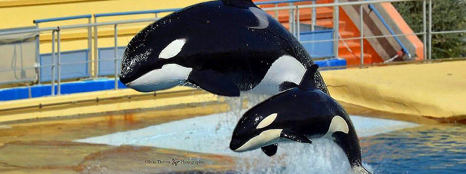 Wikie and Keijo in Marineland d'Antibes.  Photo Credit: Olivia Theroz