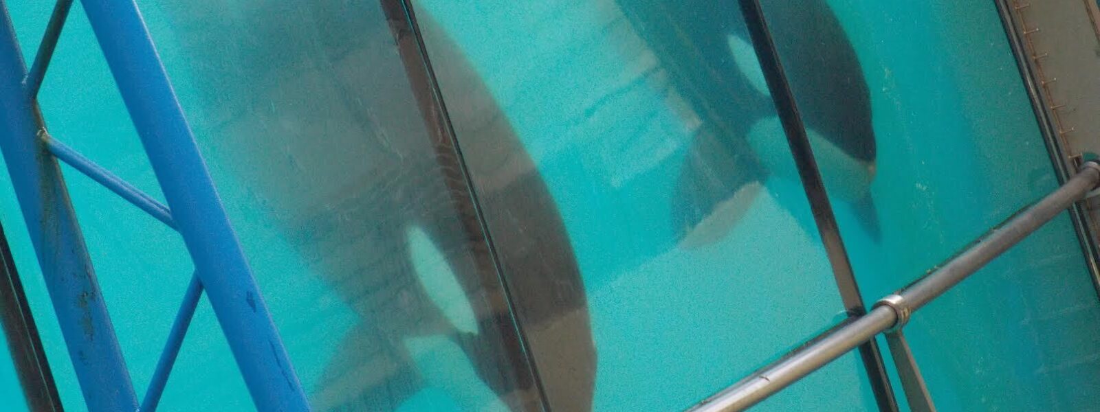 Wikie and Keijo in Marineland, Antibes, France.  Photo Credit: One Voice