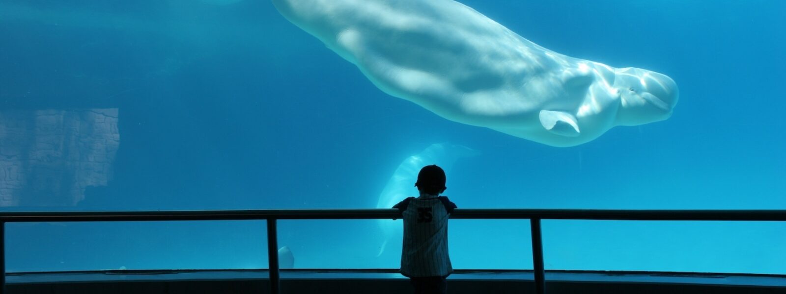 Beluga Whales in Tank.  Photo Credit: iStock