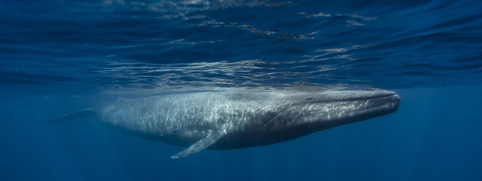 A Blue Whale, Largest Animal on Earth.  Photo Credit: iStock
