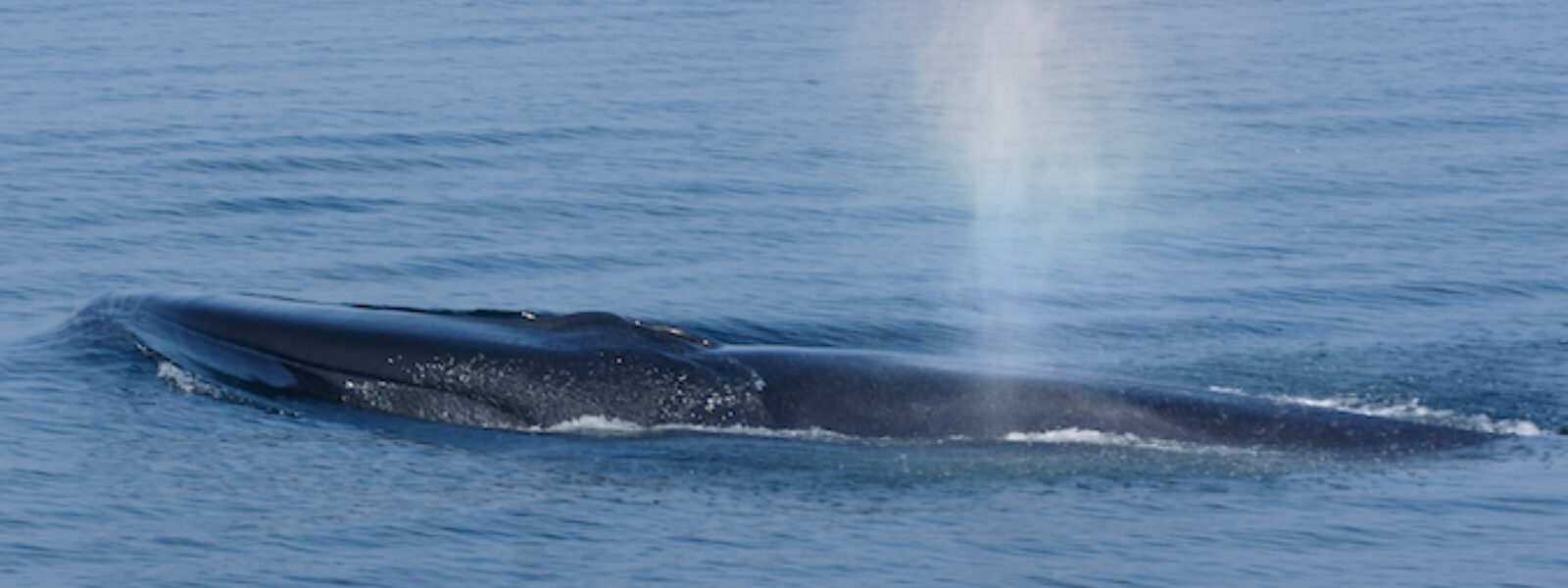 A fin whale spouts.  Photo Credit: iStock