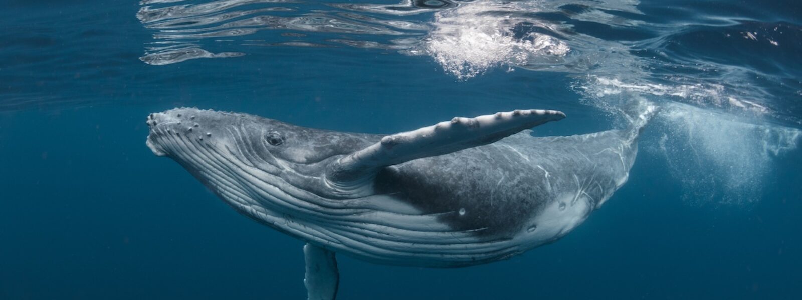 Humpback whale.  Photo Credit: iStock