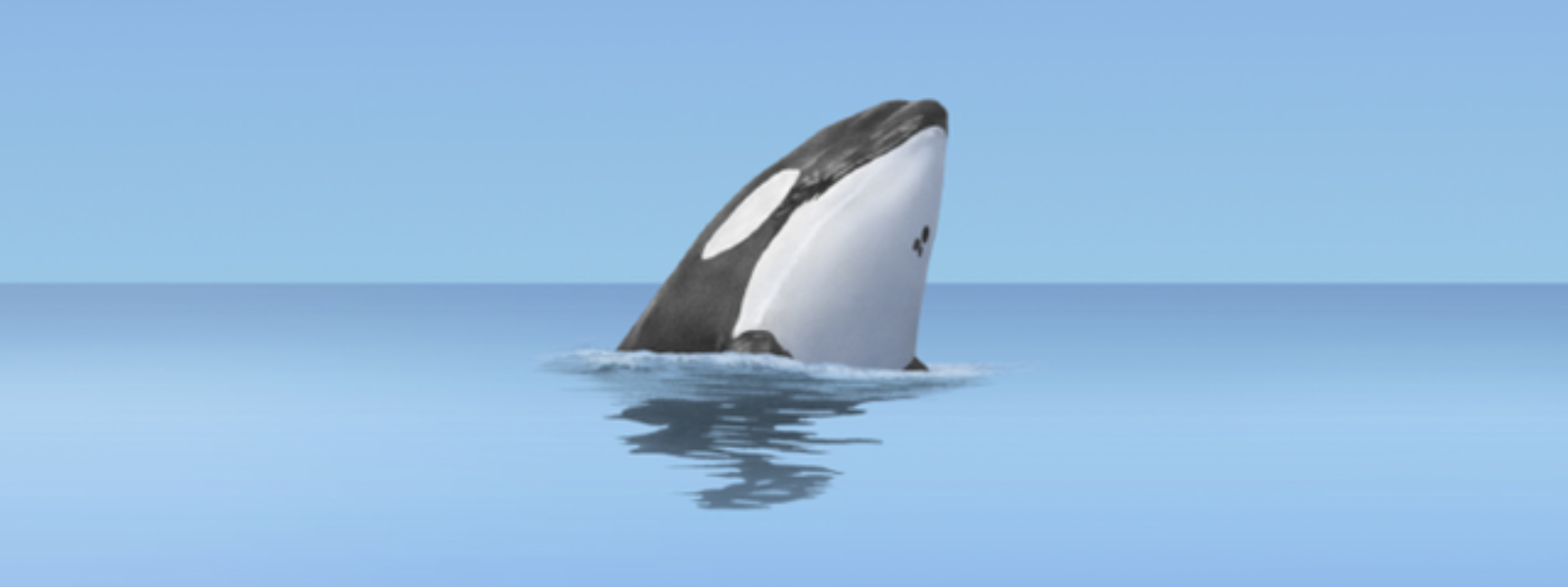 Serial Podcast "The Good Whale" Q+A With Dave Phillips International