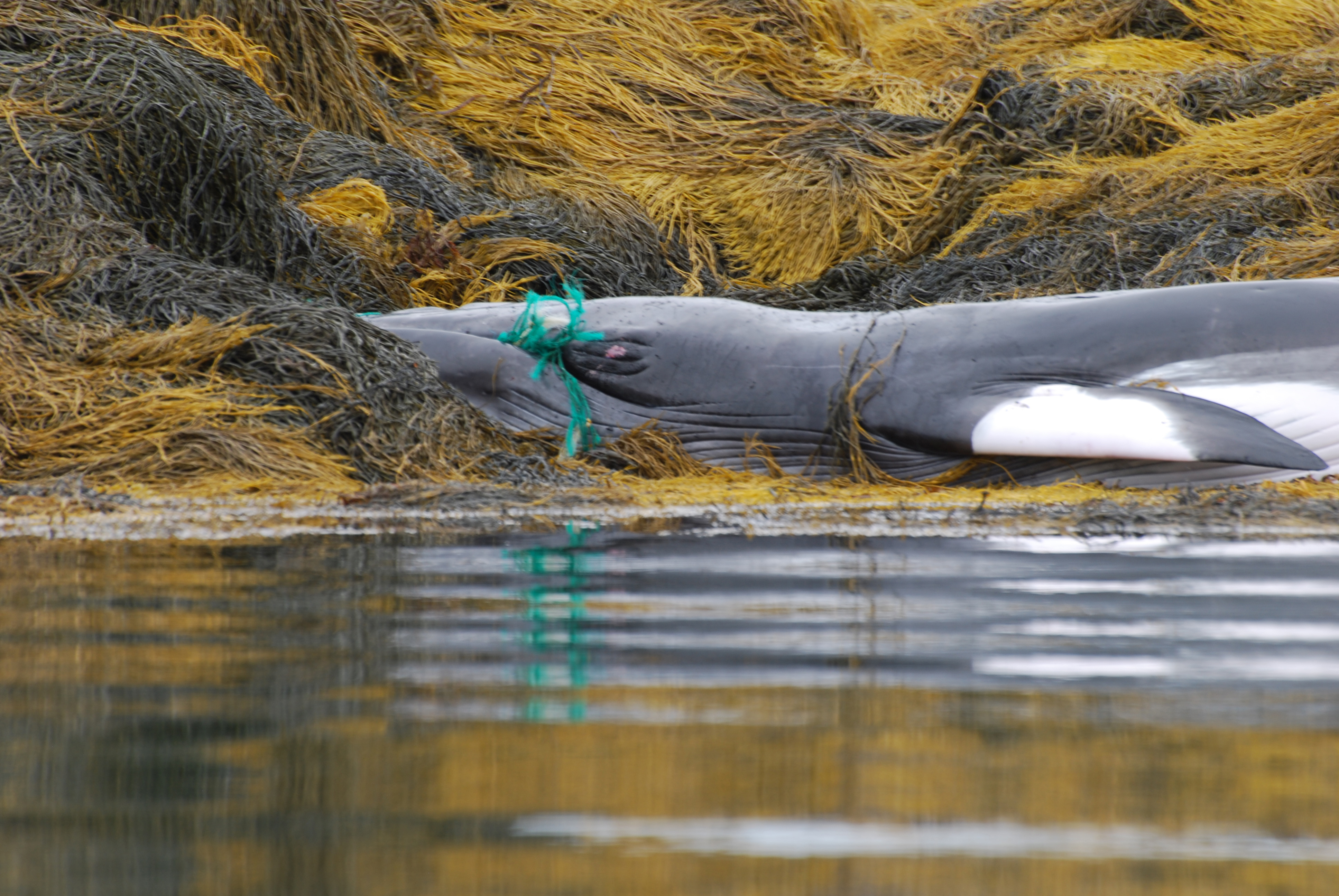 California: Marine Mammals Tangled and Intoxicated by Plastic -  International Marine Mammal Project