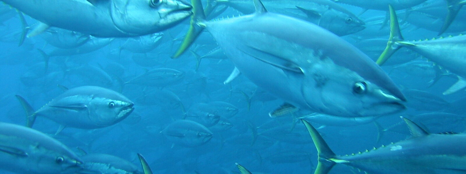 Yellowfin tuna, the species that swims with dolphins. Credit: National Marine Fisheries Service