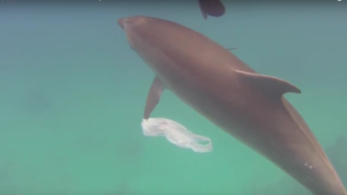 Dolphin Makes Amazing Gesture Against Ocean Plastic Pollution ...