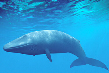 Stop the Slaughter of Dolphins and Whales! Sign the Petition