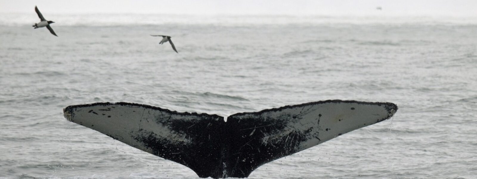 A Humpback Whale Fluke Near the Farallon Islands.  Photo Credit: Mark J. Palmer