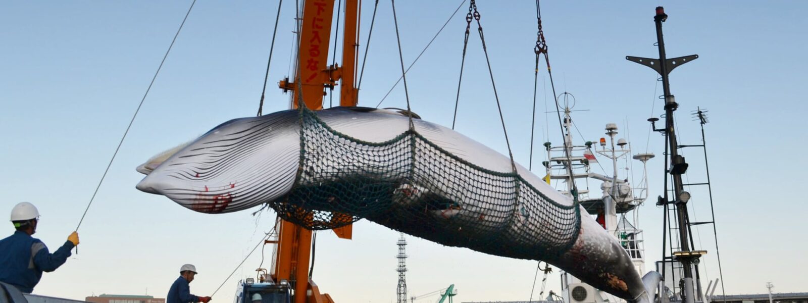 The Truth about Whaling - International Marine Mammal Project