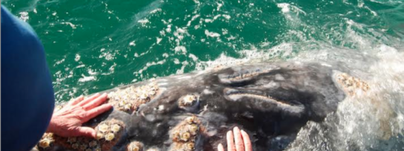 A gray whale in Baja approaches whale watchers.  Photo Credit: Mark J. Palmer