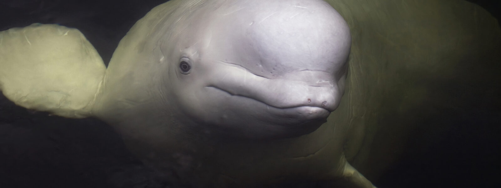 Beluga Whales Do Poorly in Captivity.  Photo Credit: Shutterstock