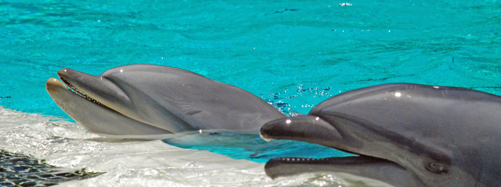 Two dolphins begging for food at SeaWorld.  Photo Credit: Mark J. Palmer/EII
