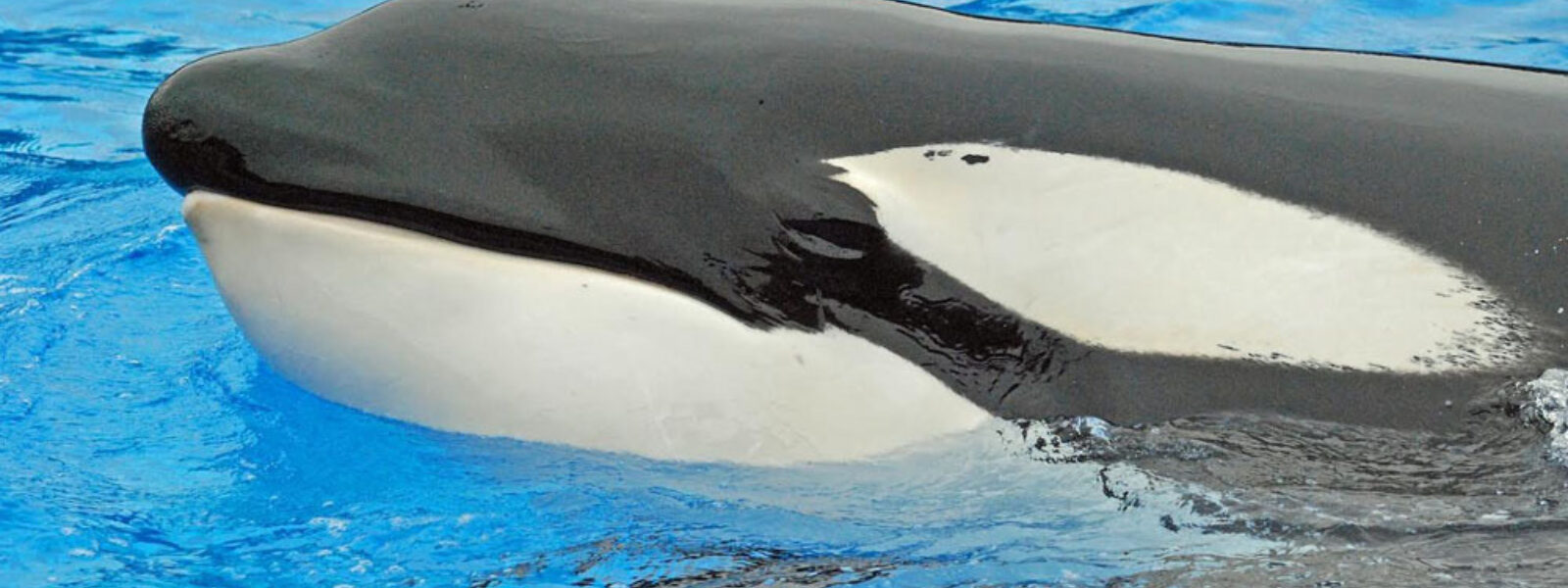 Tilikum, a captive at SeaWorld connected to the deaths of three people, died in captivity.  Photo Credit: Mark J. Palmer