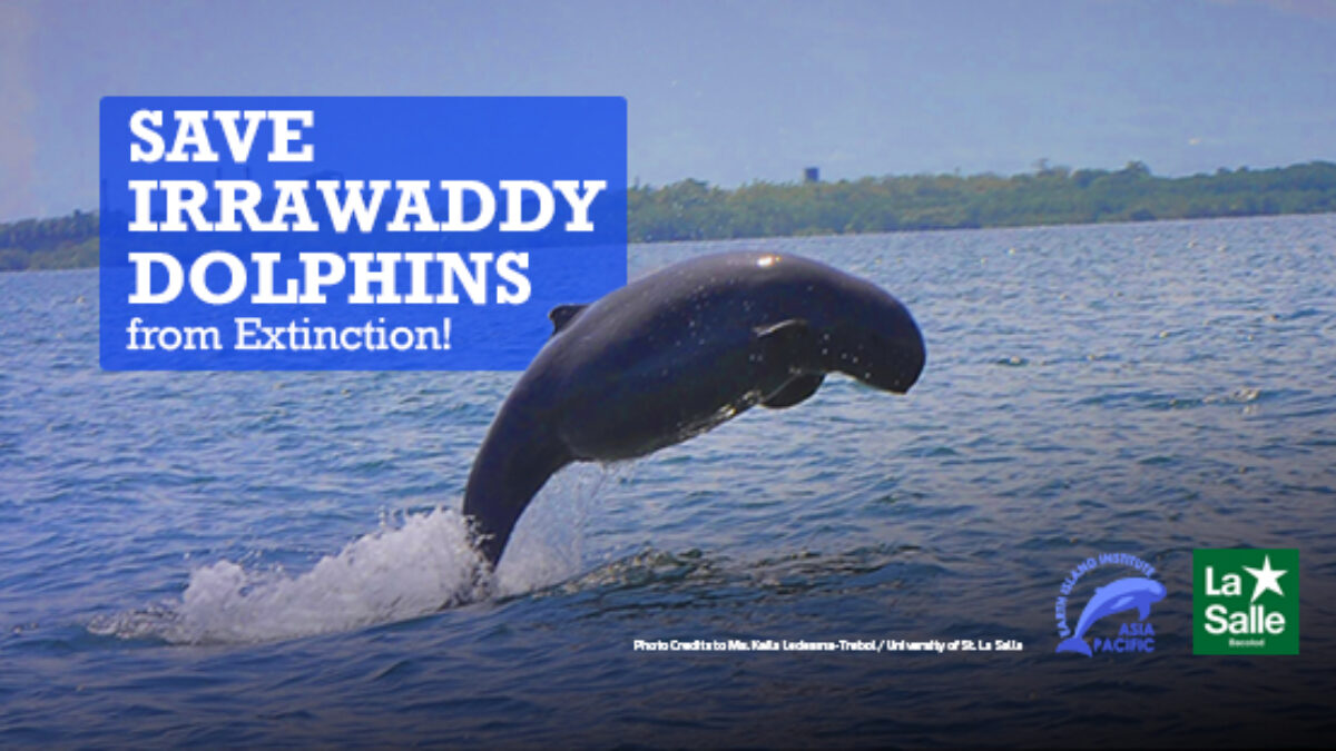 Saving the Irrawaddy Dolphins of the Philippines - International ...