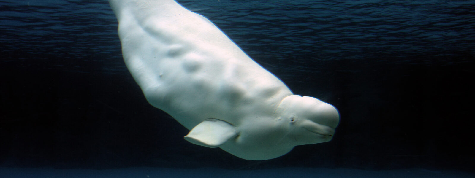 Beluga Whale.  Photo Credit: Shutterstock