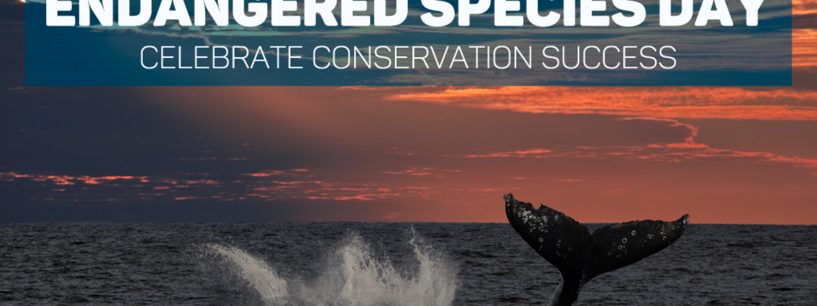 Endangered Species Day! (May 21) - International Marine Mammal Project